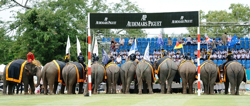 Идея дня. Поло слонов King’s Cup Elephant Polo в Тайланде