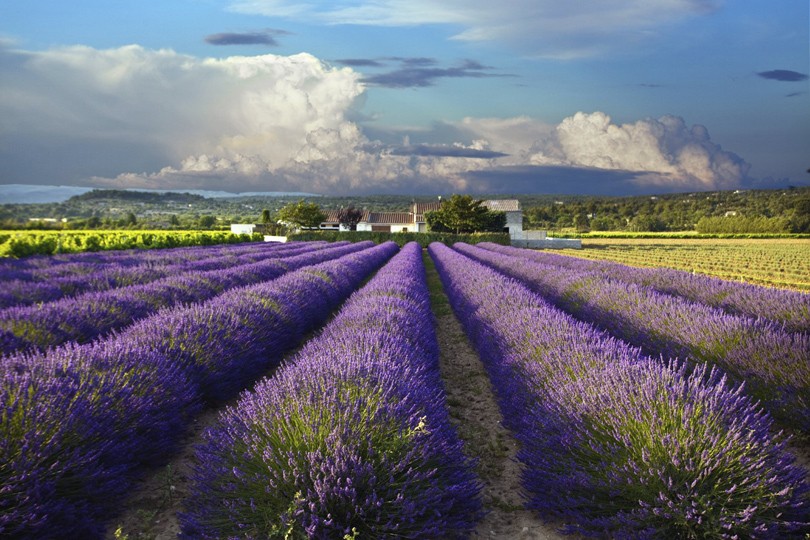 Прованские выходные с L’Occitane Terre de Lumière