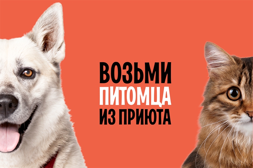 WOOF: животные из приютов ждут хозяев