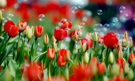 Новости: Голландские тюльпаны расцветут в Парке Горького