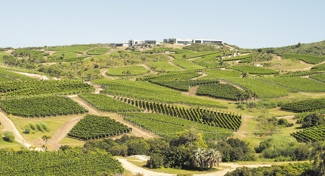 #PostaБизнес: in vino veritas – что думают производители вина из Италии, Великобритании, Испании и Уругвая о COVID-19