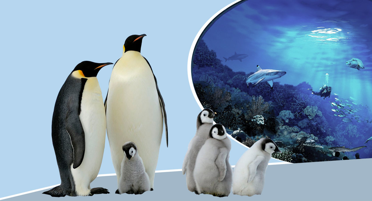 Необычные посетители: пингвины на экскурсии по аквариуму