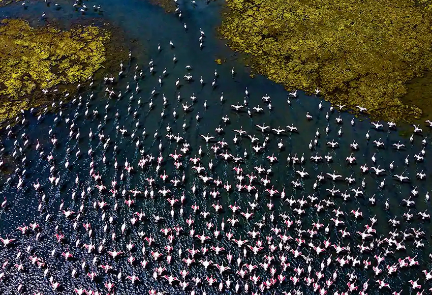 Мумбаи в розовом цвете: рекордное количество перелетных фламинго в Индии