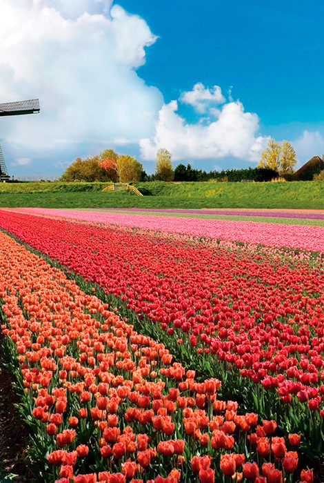 Виртуальные тюльпаны: нидерландский парк снимает видеоэкскурсии по своим цветникам