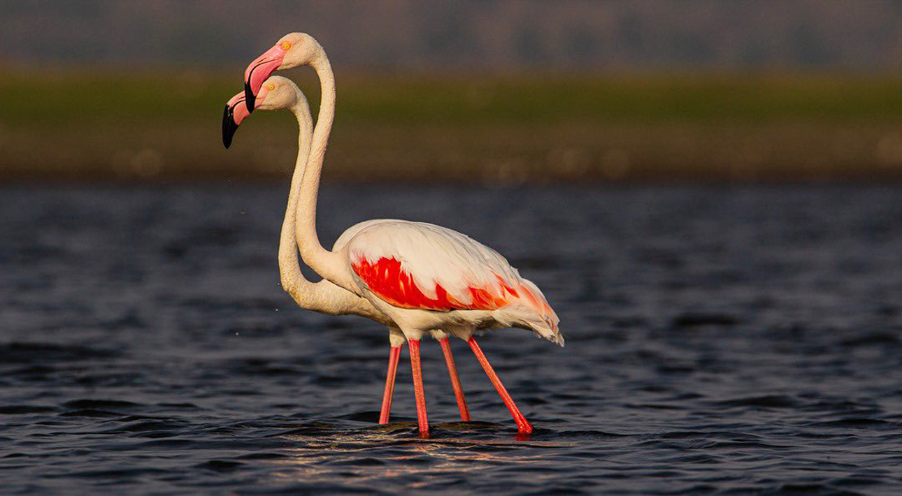 Мумбаи в розовом цвете: рекордное количество перелетных фламинго в Индии