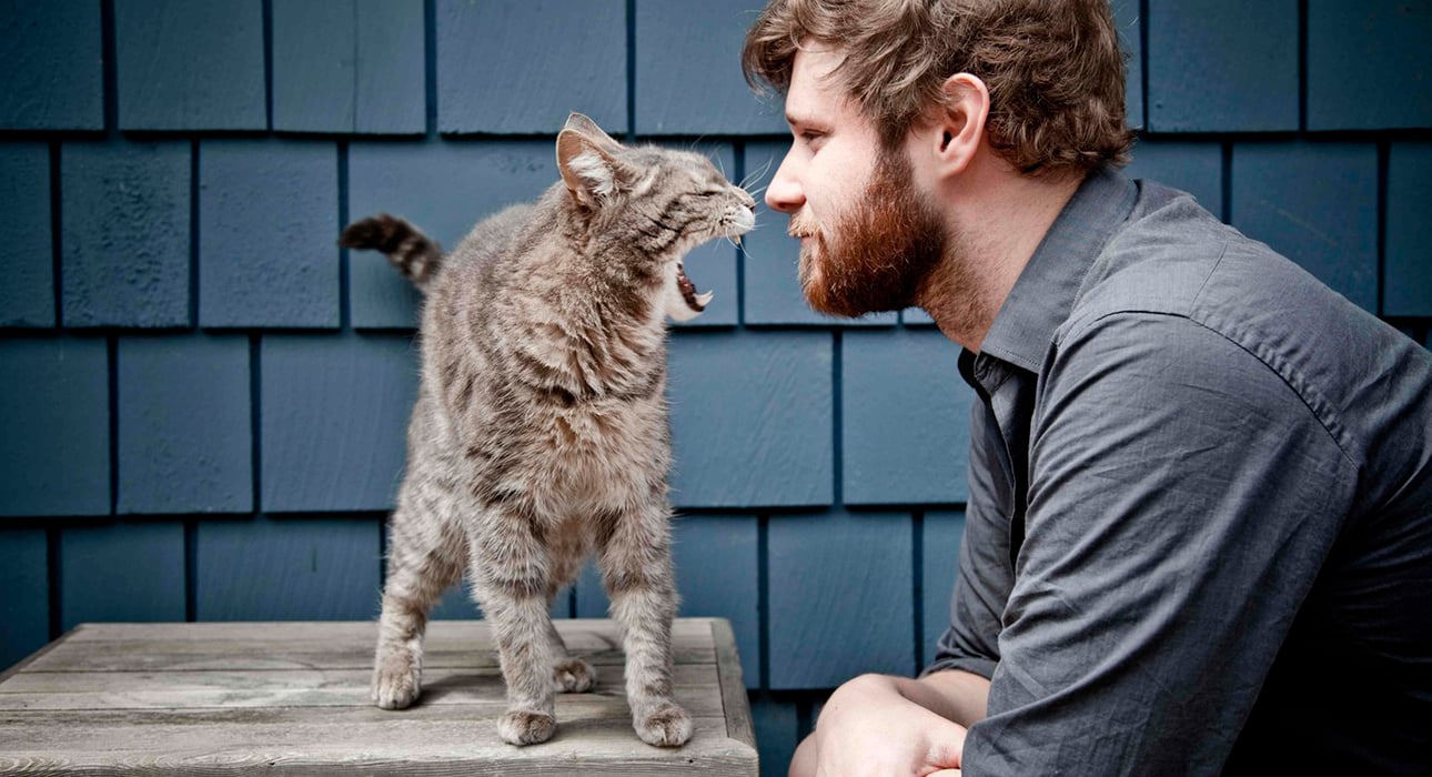 Свайп влево: одинокие мужчины с котами непопулярны на платформах знакомств