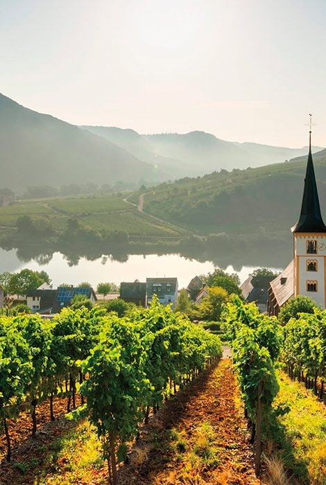 Путешествие к винам Германии: рейнские лозы, многоликий рислинг и сладость холода