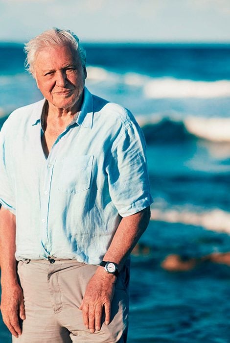 «Мир был бы лучше, если бы человека вообще не было»: Дэвиду Аттенборо — 95 лет