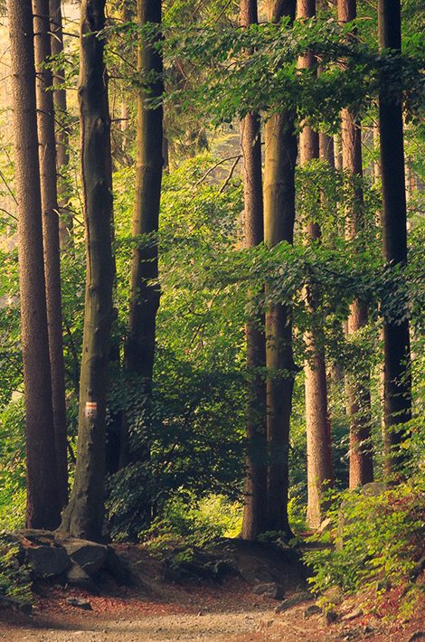 Sounds of the Forest: появился сайт со звуками лесов со всего мира