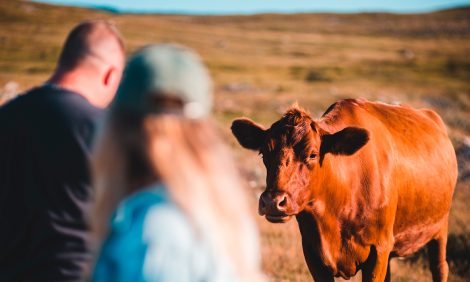 Обнимашки с коровами: что хорошего в новом wellness-тренде из Нидерландов