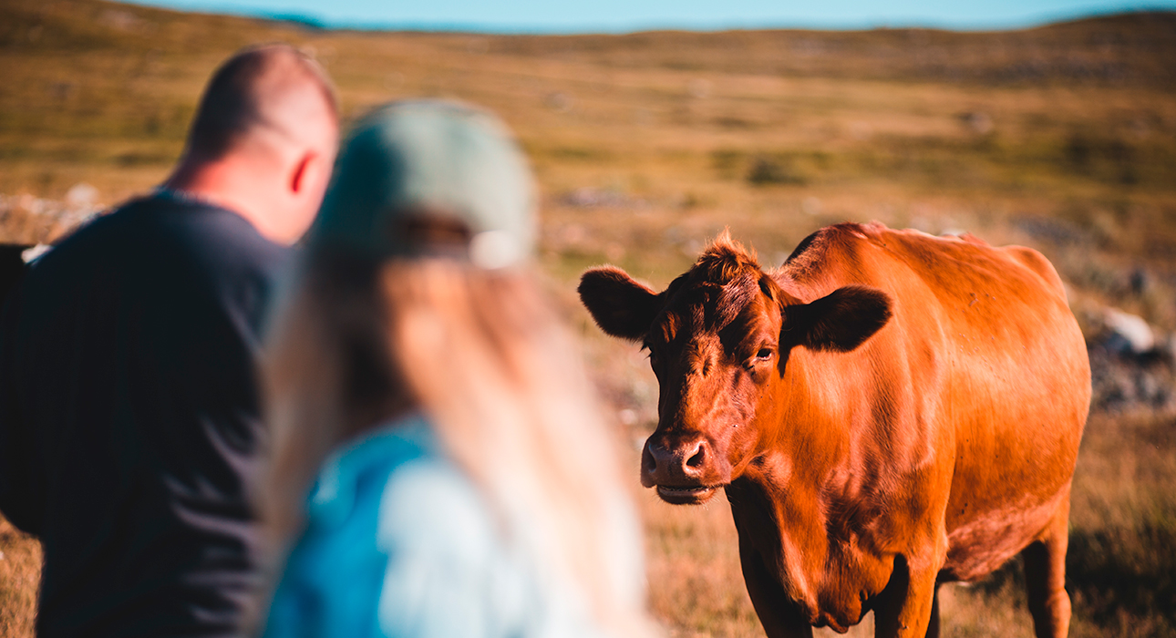 Обнимашки с коровами: что хорошего в новом wellness-тренде из Нидерландов
