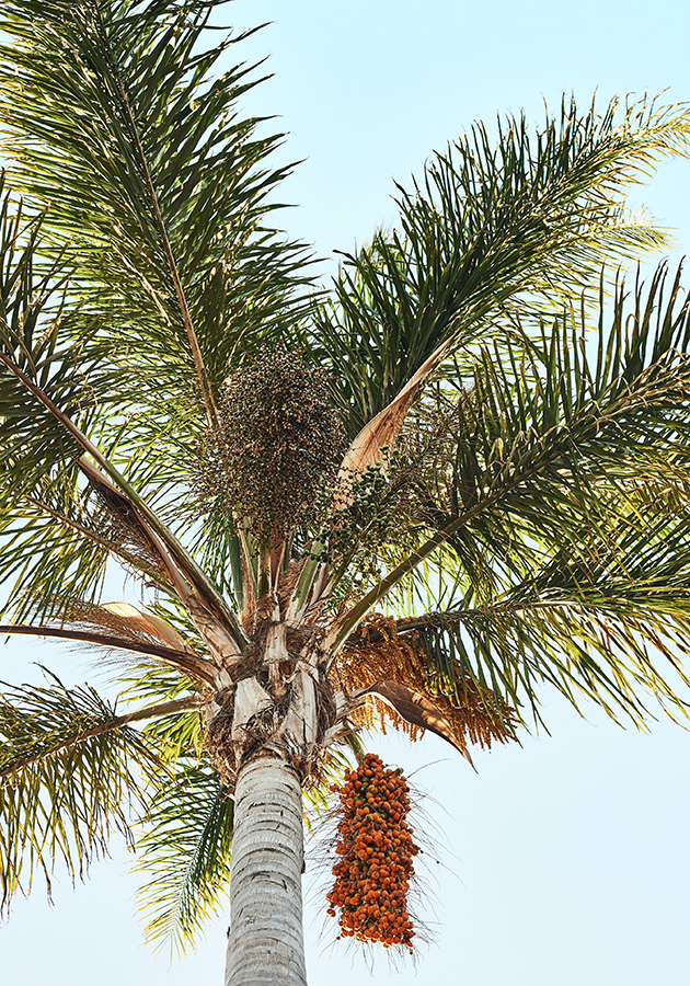 Вся правда о пальмовом масле