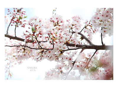 Сезон цветения японской сакуры начался рекордно рано в 2021 году