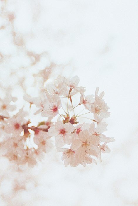 Eco Living: сезон цветения японской сакуры начался рекордно рано