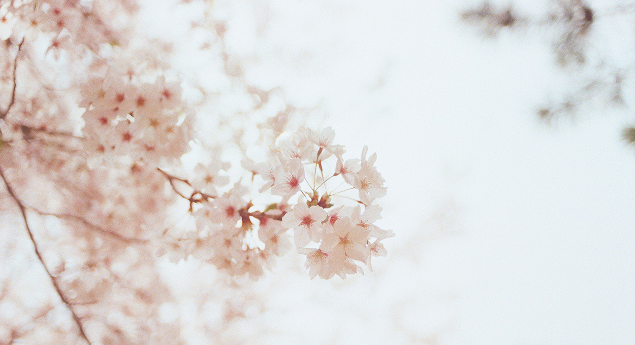 Сезон цветения японской сакуры начался рекордно рано в 2021 году