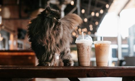 Город: покупателей с животными не пустят в кафе и магазины?