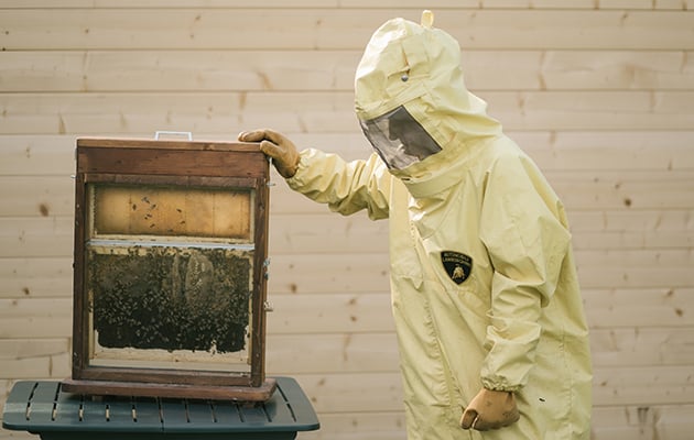 Eco Living: пчелы — почему они так важны и как их спасти