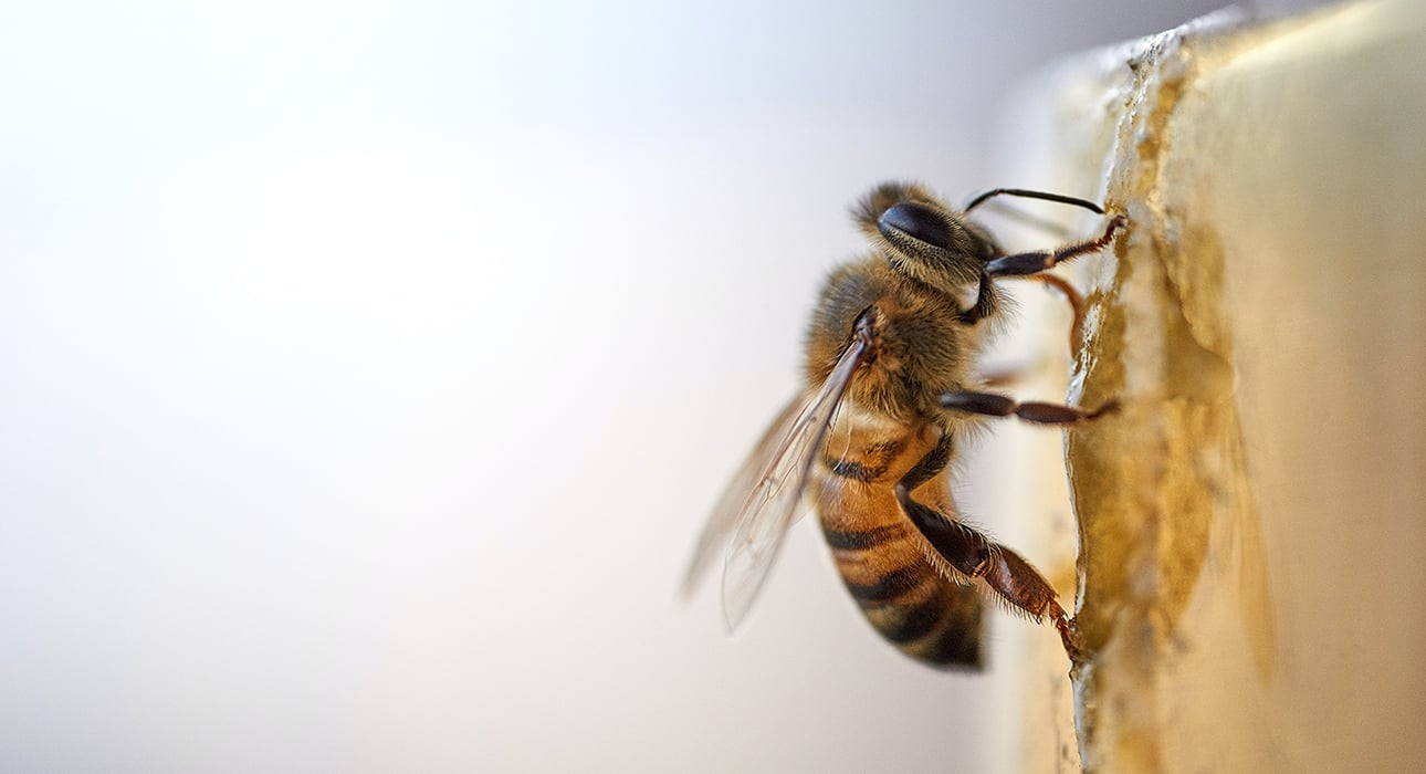Eco Living: пчелы — почему они так важны и как их спасти