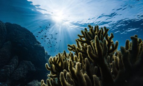 Eco Living: коралловые рифы могут исчезнуть через 30 лет, но их еще можно спасти
