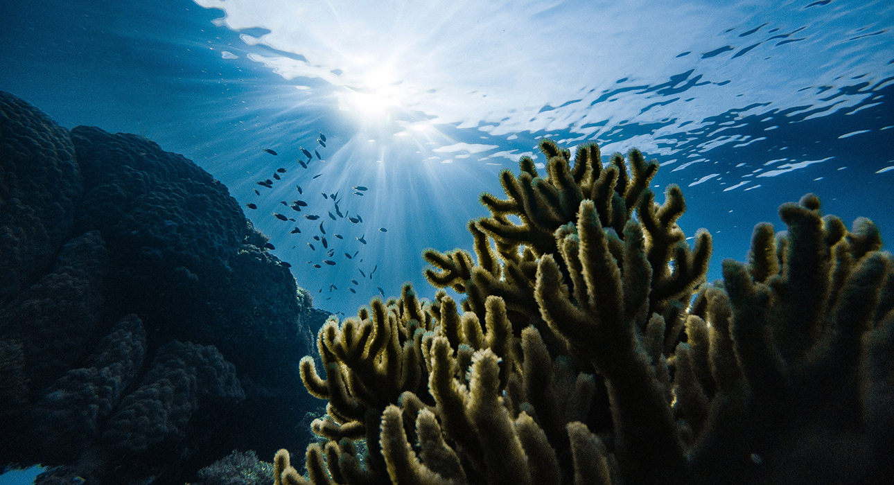 Eco Living: коралловые рифы могут исчезнуть через 30 лет, но их еще можно спасти