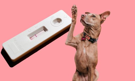 Собаки выявляют коронавирус не хуже, чем ПЦР-тесты