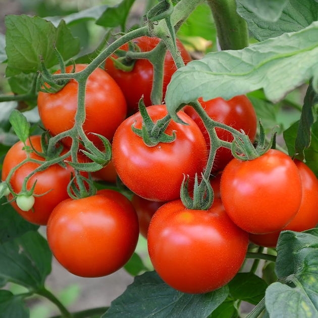 Еда как лекарство: почему надо есть больше томатов и оливкового масла