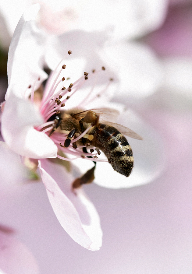 Eco Living: в честь Всемирного дня пчел Guerlain проводит акции в рамках программы Guerlain For Bees Conservation