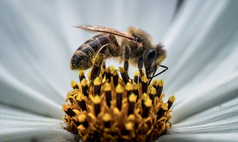 Eco Living: в&nbsp;честь Всемирного дня пчел Guerlain проводит акцию в&nbsp;рамках программы Guerlain For Bees Conservation