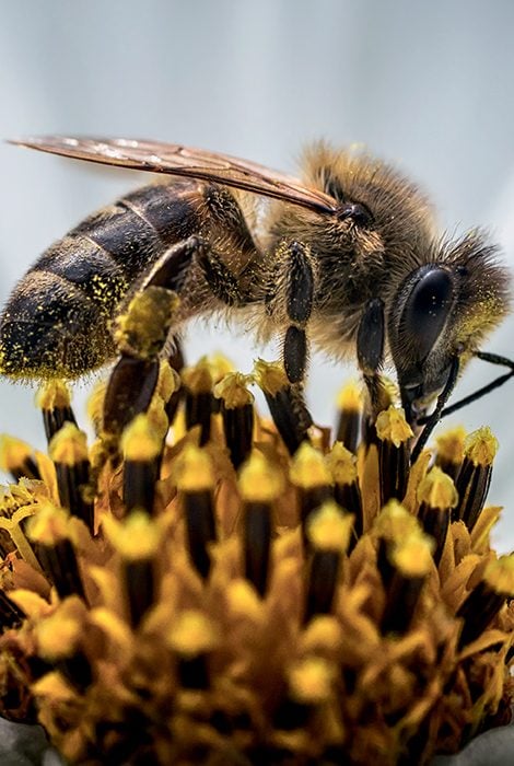 Eco Living: в&nbsp;честь Всемирного дня пчел Guerlain проводит акцию в&nbsp;рамках программы Guerlain For Bees Conservation