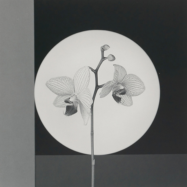 Роберт Мэпплторп. Орхидея. 1988 