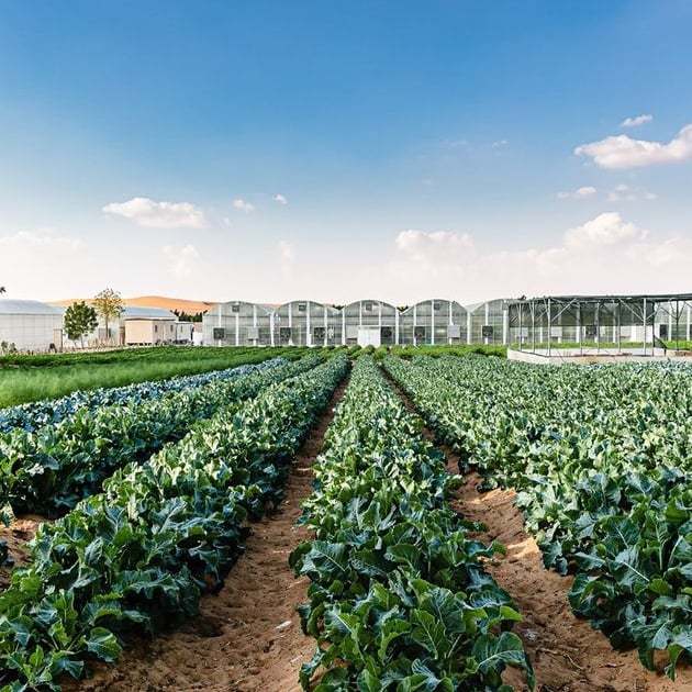 Emirates Bio farm 