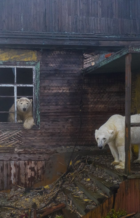 Фото дня: россиянин Дмитрий Кох стал победителем конкурса Wildlife Photographer of&nbsp;the Year