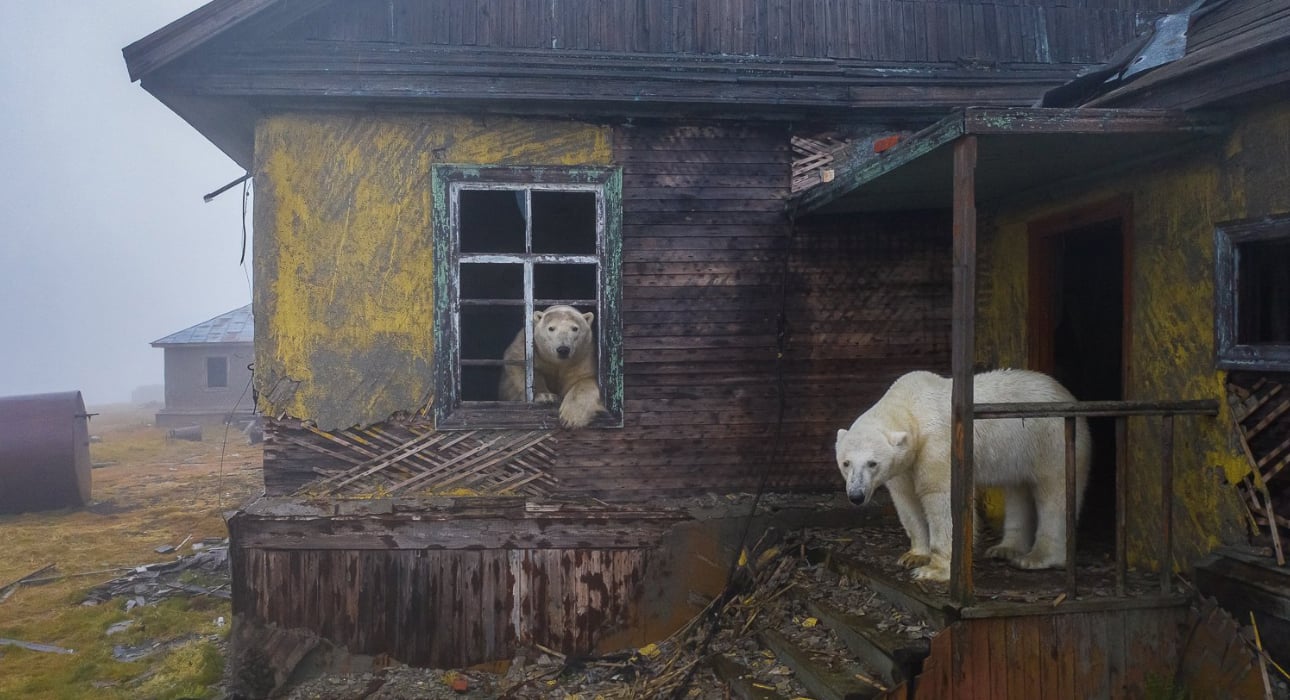Дмитрий Кох. Дом медведей