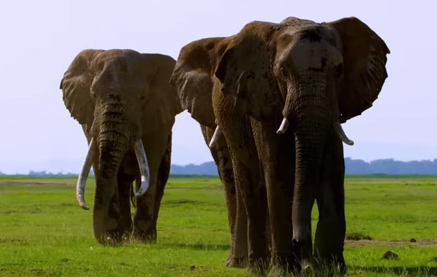 Трейлер четырехсерийного документального проекта «Тайны слонов» Джеймса Кэмерона