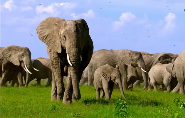 Трейлер четырехсерийного документального проекта «Тайны слонов» Джеймса Кэмерона