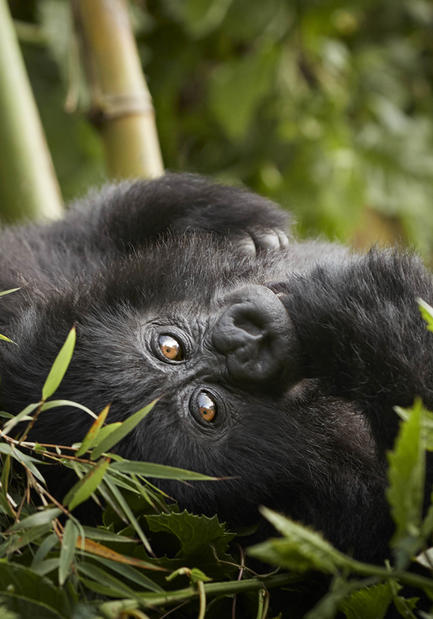 One & Only Gorilla’s Nest, Руанда