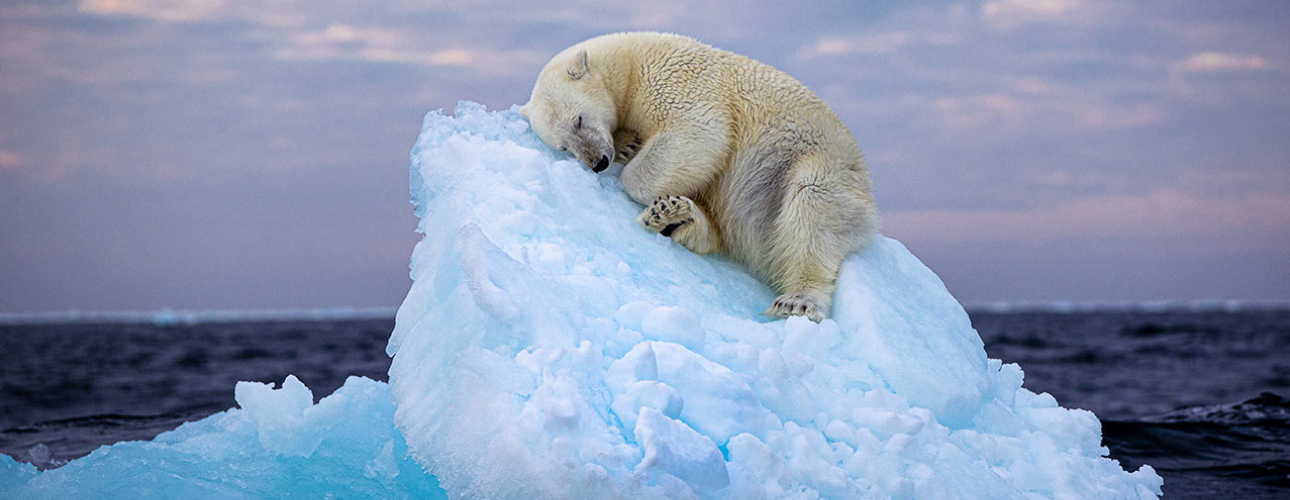 Как пишется ледовитый океан. Северный Ледовитый океан животный мир. Животные Северного Ледовитого океана белый медведь. Полярный медведь. Животные на айсберге.