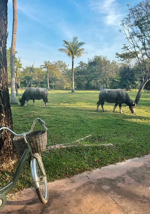 Буйволы в отеле Zanier в Камбодже