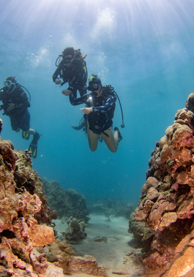 С 24 по 31 июля в отеле The Nautilus Maldives впервые пройдет Ocean Discovery Week