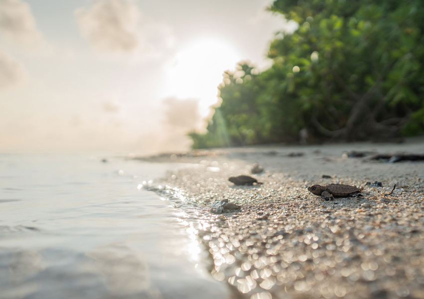 Waldorf Astoria Seychelles Platte Island (Сейшелы)