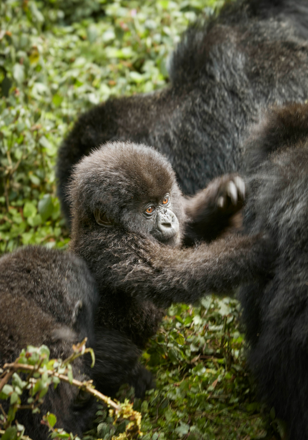 One&Only Gorilla’s Nest (Руанда)