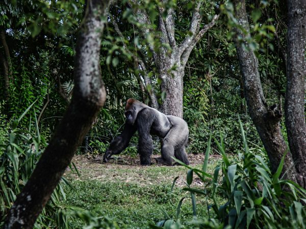 Travel Exclusive: уникальный тур African Mysteries, или Ходите взрослые в&nbsp;Африку гулять