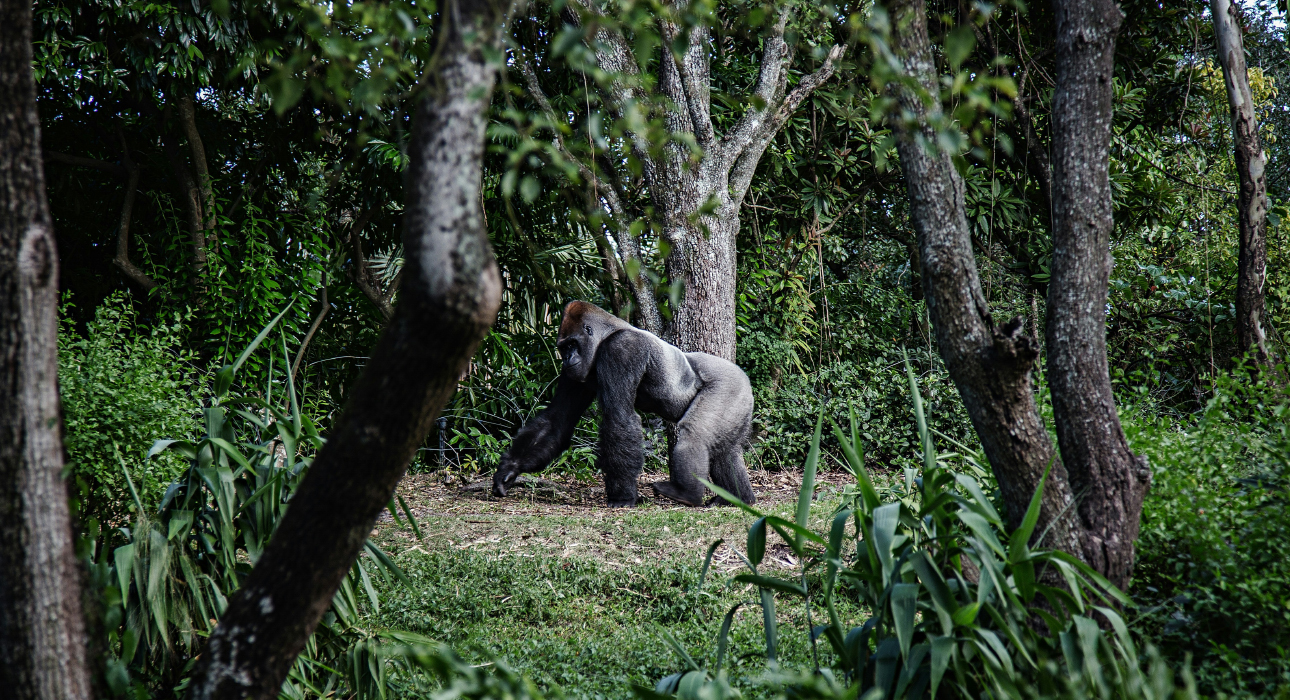 African Mysteries