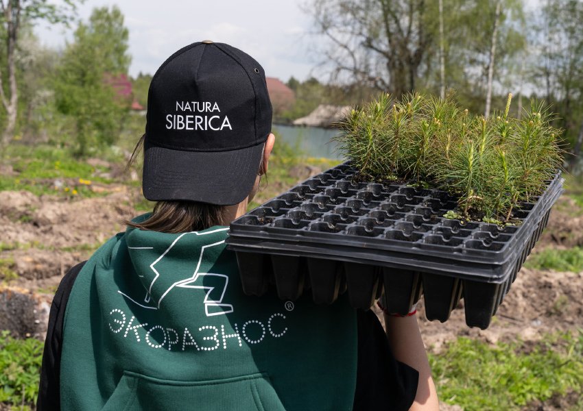 Бренд Natura Siberica помог высадить шесть тысяч деревьев в Московской области
