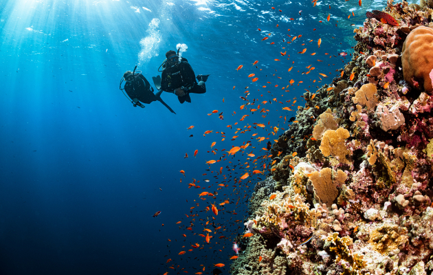 Avani+ Fares Maldives Resort (Мальдивы)