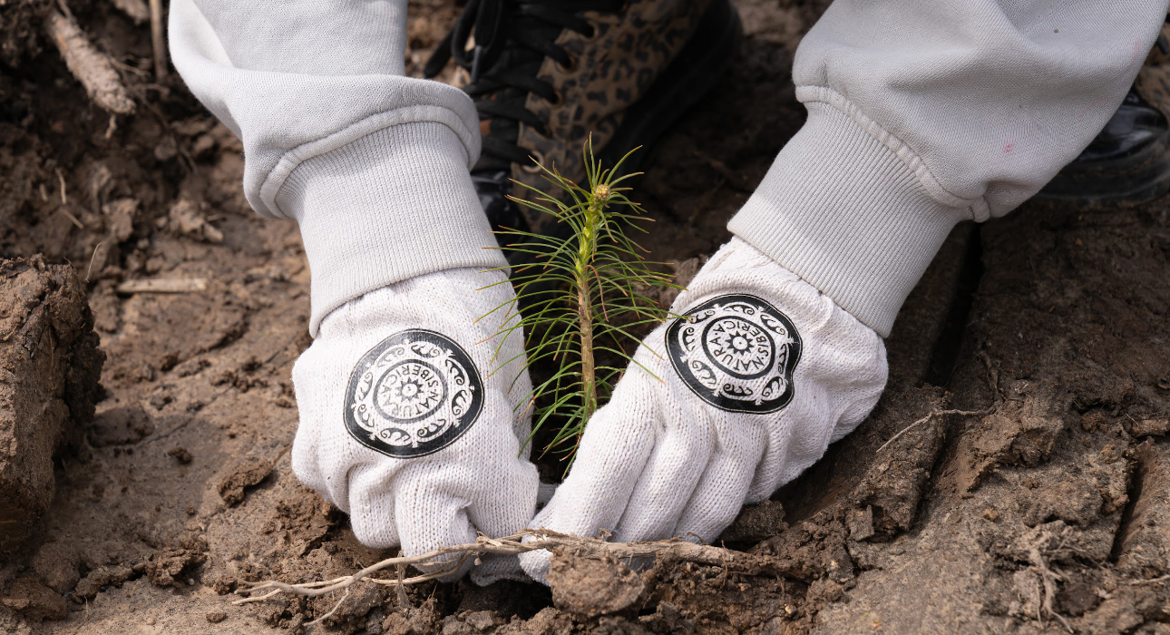 Бренд Natura Siberica помог высадить шесть тысяч деревьев в Московской области