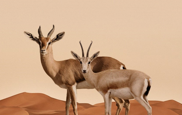 Qasr Al Sarab Desert Resort by Anantara (ОАЭ)