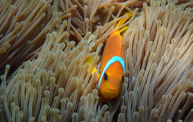 Milaidhoo Island Maldives