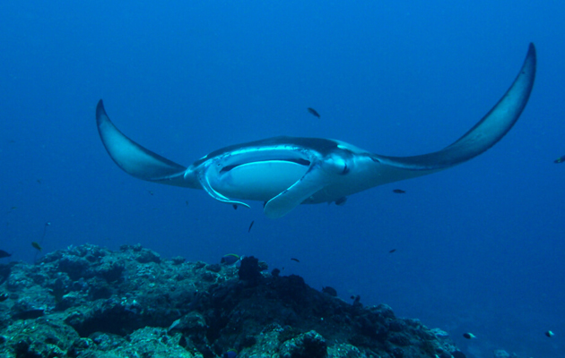 Milaidhoo Island Maldives