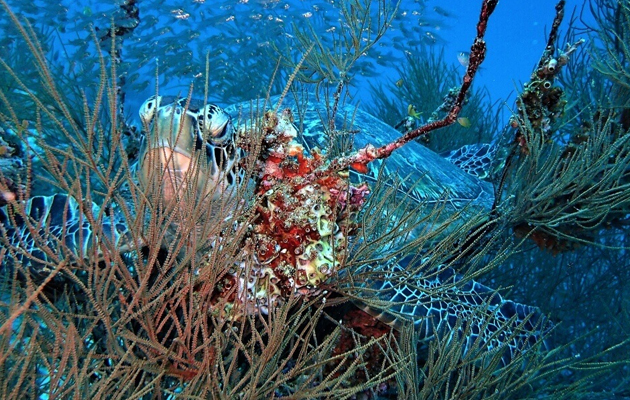 Milaidhoo Island Maldives